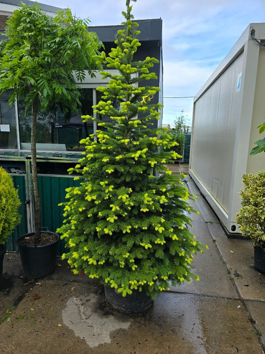 Nordmann-spar (Abies Nordmanniana)