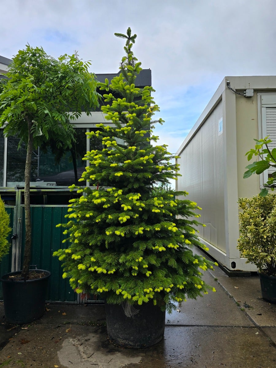  Nordmann-spar (Abies Nordmanniana)