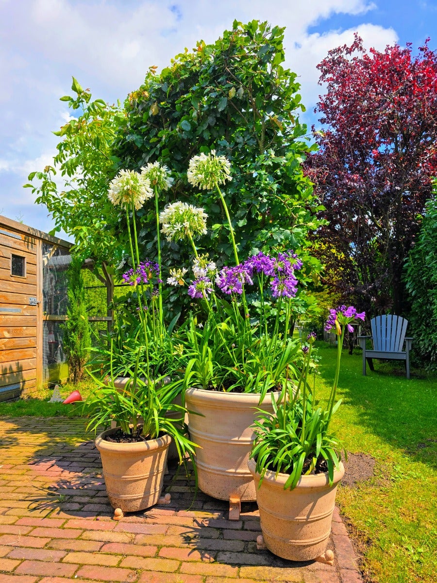  Afrikaanse Lelie (Agapanthus Umbellatus 'Albus')