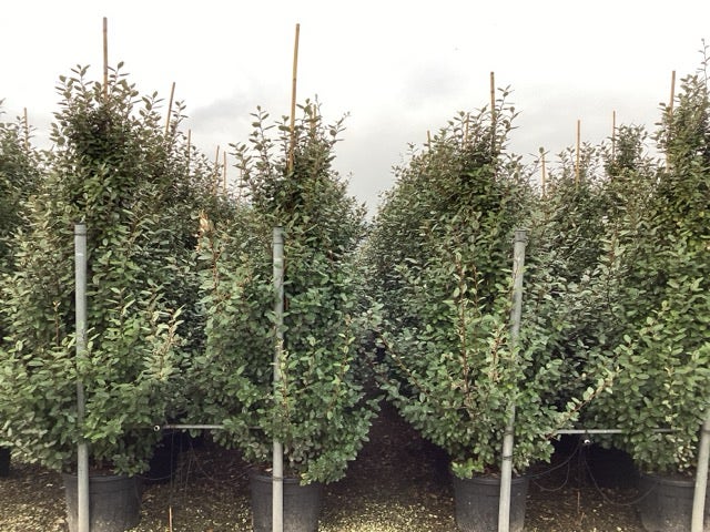  Olijfwilg (Elaeagnus Ebbingei 'Compacta')