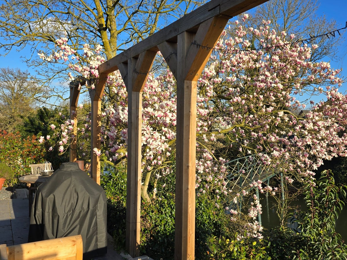  Beverboom Als Struik (Magnolia Soulangeana)