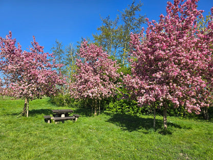  Sierappel (Malus 'Rudolf')