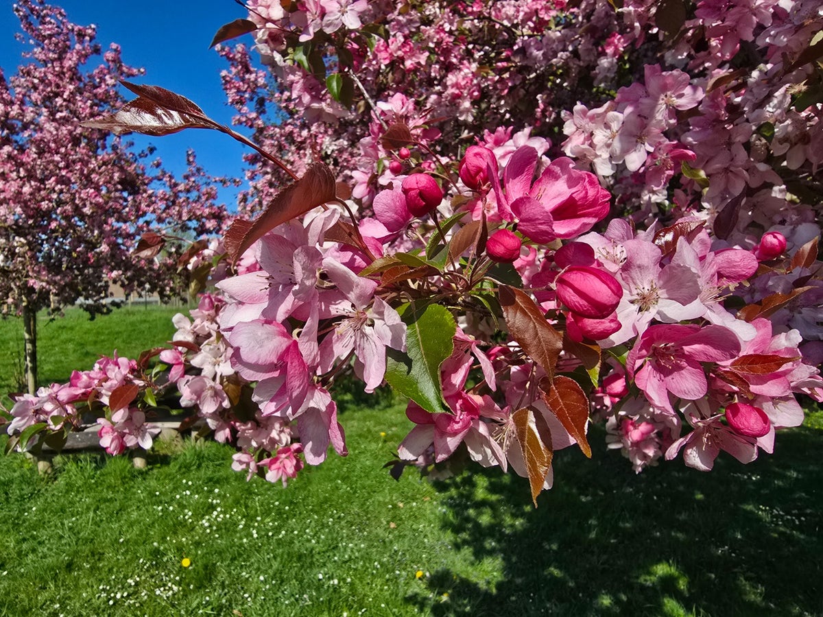  Sierappel (Malus 'Rudolf')