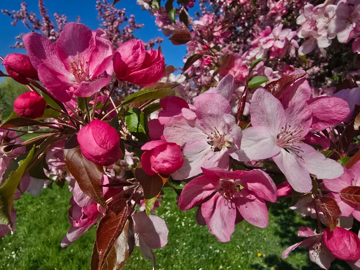  Sierappel Als Leiboom (Malus 'Rudolf')