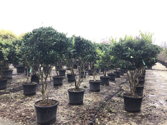  Meerstammige Liguster (Ligustrum Japonicum 'Texanum')