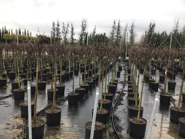  Beverboom Op Stam (Magnolia Soulangeana)