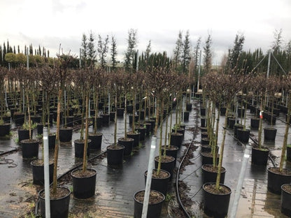  Beverboom Op Stam (Magnolia Soulangeana)