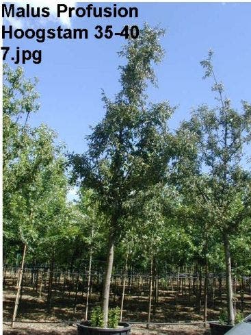  Sierappel (Malus 'Profusion' )