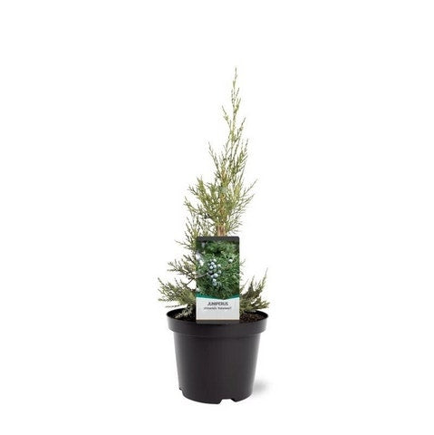 Chinese Jeneverbes (Juniperus Chinensis 'Keeteleri')
