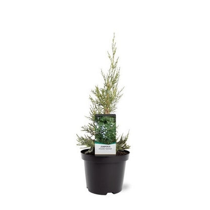  Chinese Jeneverbes (Juniperus Chinensis 'Keeteleri')