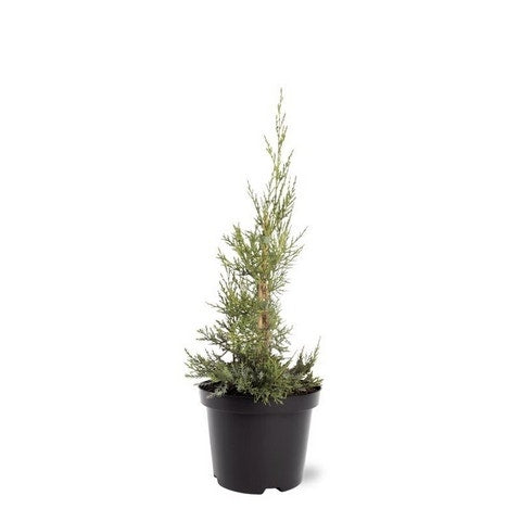  Chinese Jeneverbes (Juniperus Chinensis 'Keeteleri')