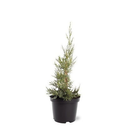  Chinese Jeneverbes (Juniperus Chinensis 'Keeteleri')