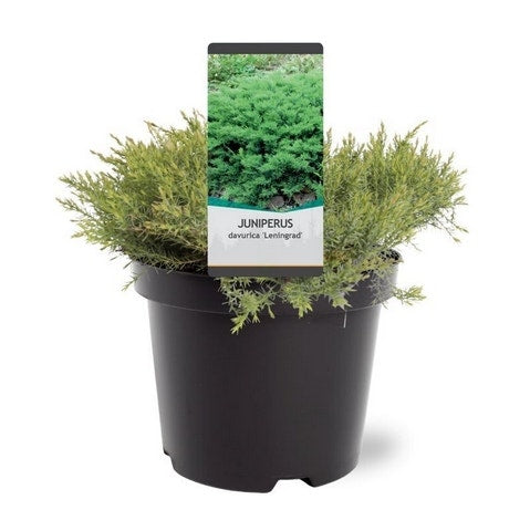  Jeneverbes (Juniperus Davurica 'Leningrad')