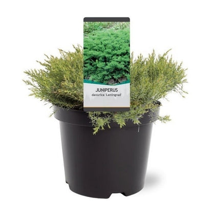 Jeneverbes (Juniperus Davurica 'Leningrad')