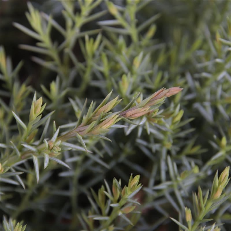  Jeneverbes (Juniperus Davurica 'Leningrad')