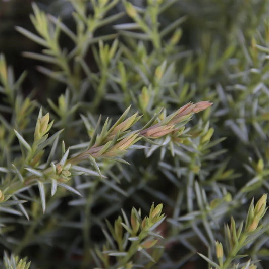  Jeneverbes (Juniperus Davurica 'Leningrad')