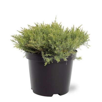  Jeneverbes (Juniperus Davurica 'Leningrad')