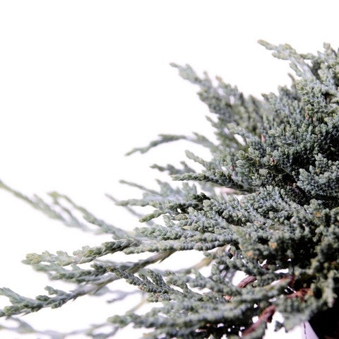  Jeneverbes (Juniperus Horizontalis 'Icee Blue')