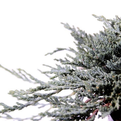  Jeneverbes (Juniperus Horizontalis 'Icee Blue')