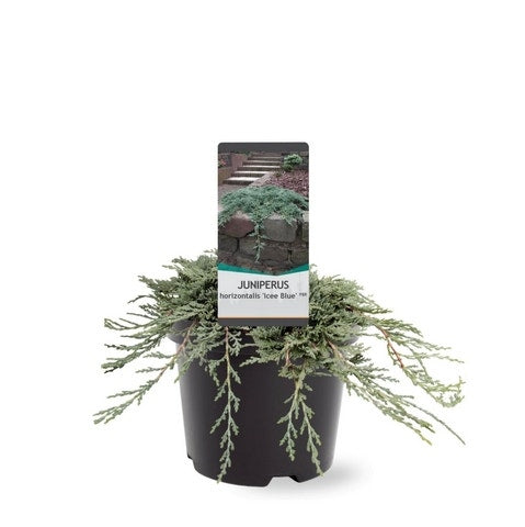  Jeneverbes (Juniperus Horizontalis 'Icee Blue')