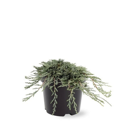 Jeneverbes (Juniperus Horizontalis 'Icee Blue')