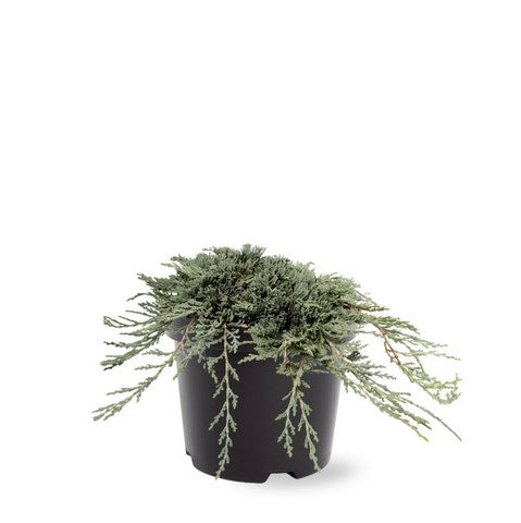  Jeneverbes (Juniperus Horizontalis 'Icee Blue')