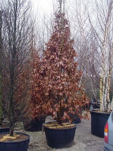  Perzisch IJzerhout Als Struik (Parrotia Persica)