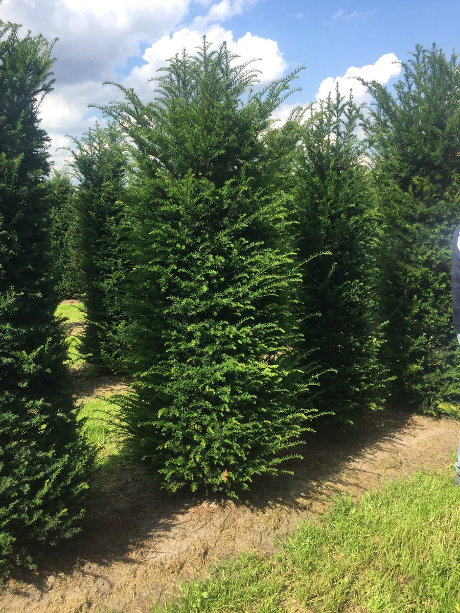  Grote Venijnboom (Taxus Baccata)