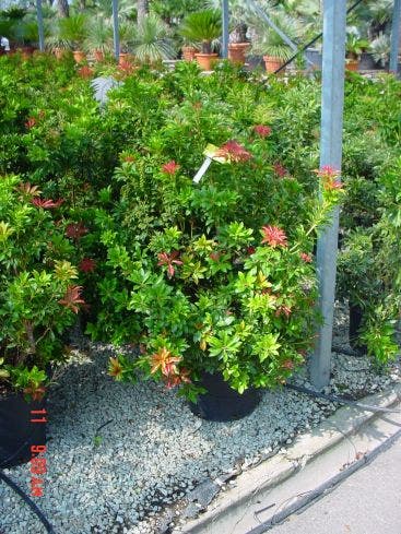  Rotsheide (Pieris Japonica 'Mountain Fire')
