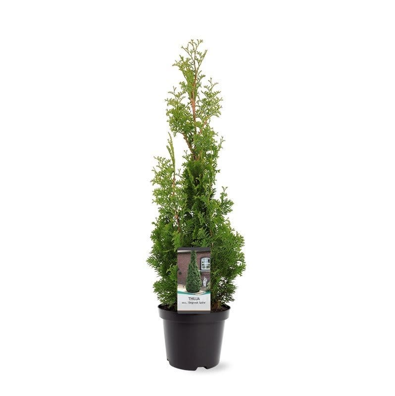  Westerse Levensboom (Thuja Occidentalis 'Degroot Spire')