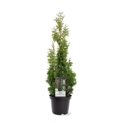  Westerse Levensboom (Thuja Occidentalis 'Degroot Spire')