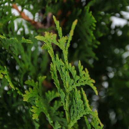  Westerse Levensboom (Thuja Occidentalis 'Degroot Spire')