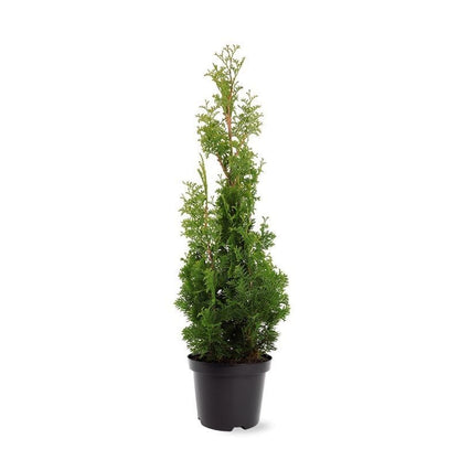  Westerse Levensboom (Thuja Occidentalis 'Degroot Spire')