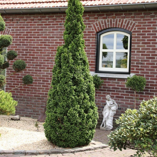  Westerse Levensboom (Thuja Occidentalis 'Degroot Spire')