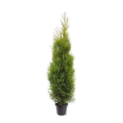  Groene Haagconifeer (Thuja Occidentalis 'King Of Brabant') 