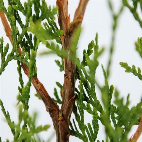  Groene Haagconifeer (Thuja Occidentalis 'King Of Brabant') 