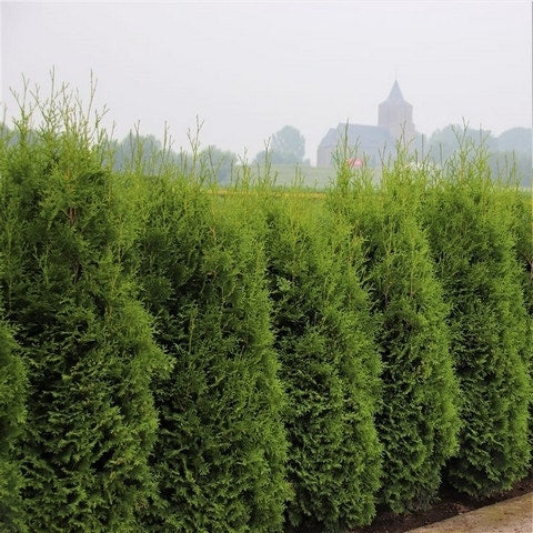 Groene Haagconifeer (Thuja Occidentalis 'King Of Brabant') 