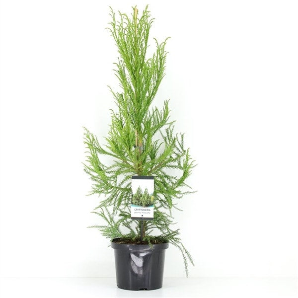  Sikkelden (Cryptomeria Japonica 'Kitayama')