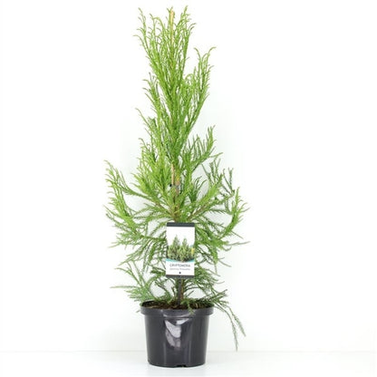  Sikkelden (Cryptomeria Japonica 'Kitayama')