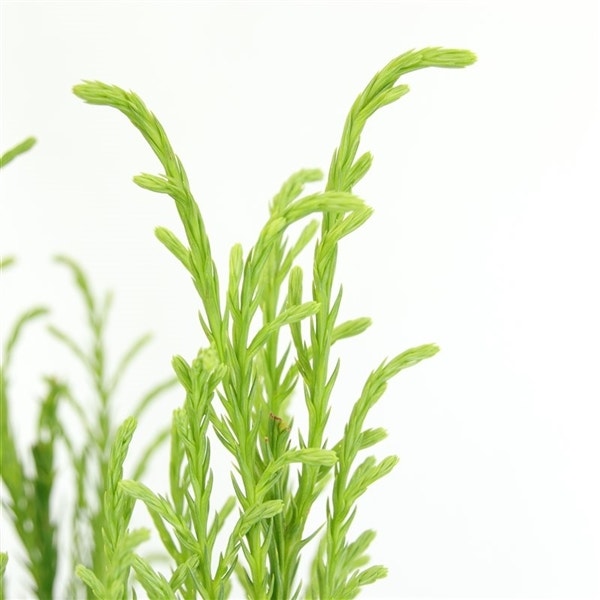 Sikkelden (Cryptomeria Japonica 'Kitayama')