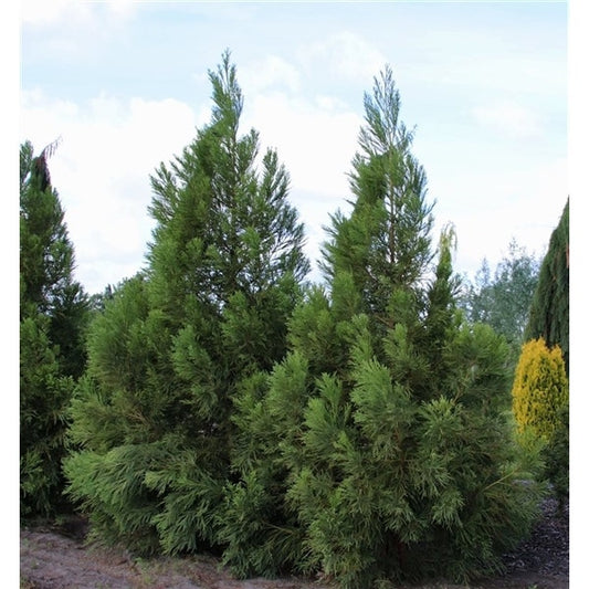  Sikkelden (Cryptomeria Japonica 'Kitayama')