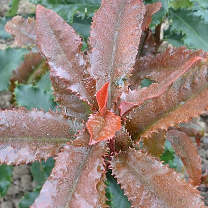  Glansmispel (Photinia Serratifolia ‘Crunchy’)