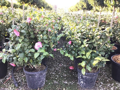  Camelia (Camellia Japonica 'Marie Bracey')