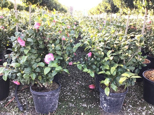  Camelia (Camellia Japonica 'Marie Bracey')