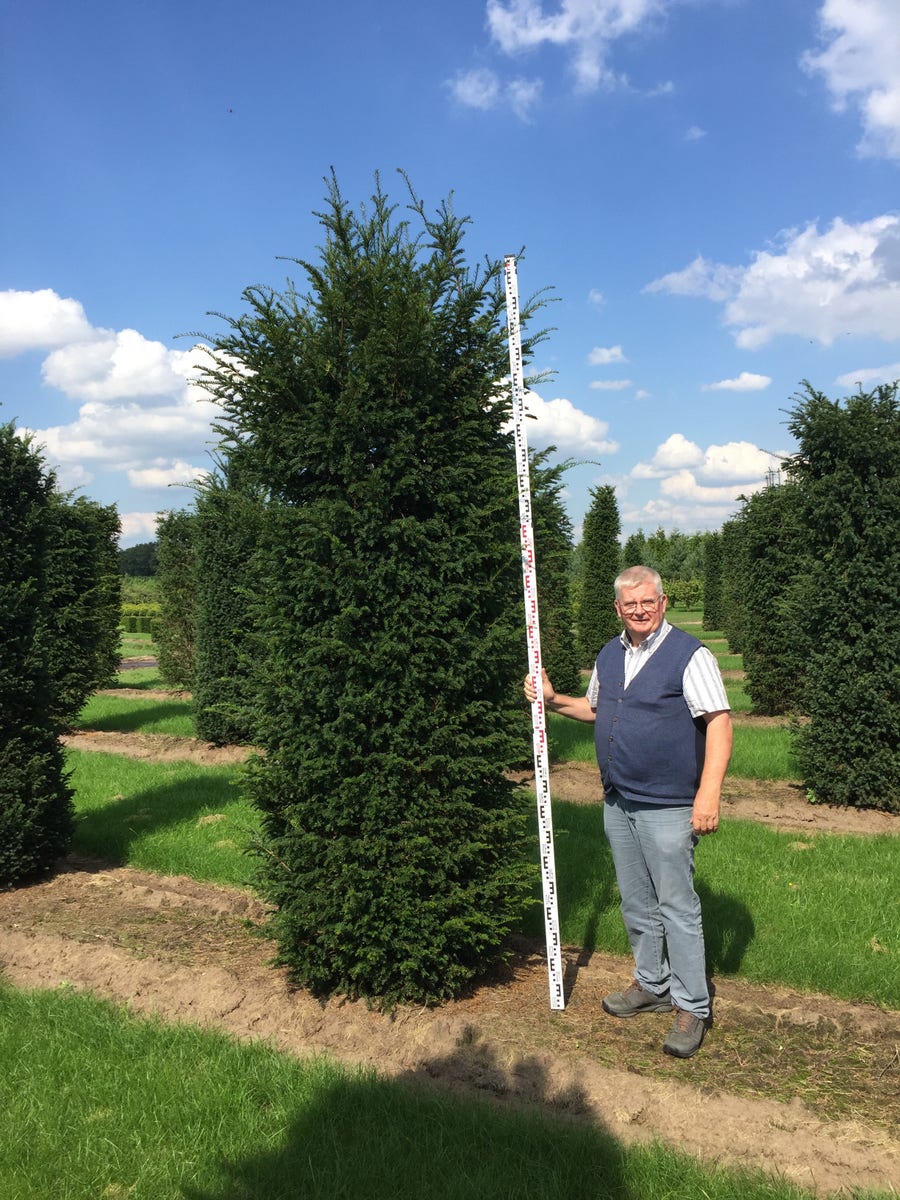  Grote Venijnboom (Taxus Baccata)