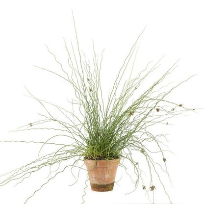  Kurkentrekkersgras (Juncus Effusus 'Spiralis')