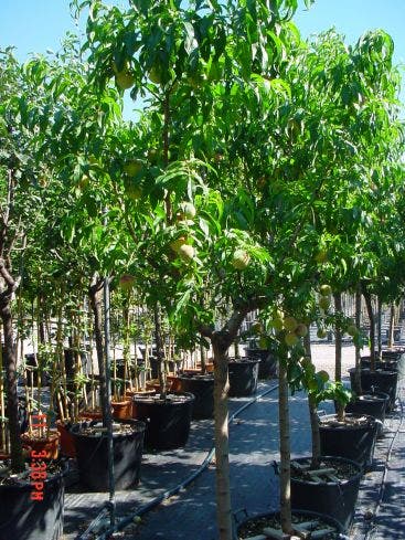  Perzikboom (Prunus Persica)