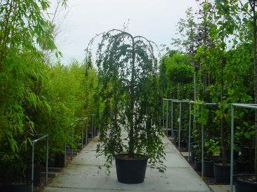  Japanse Treursierkers (Prunus 'Snow Fountain')