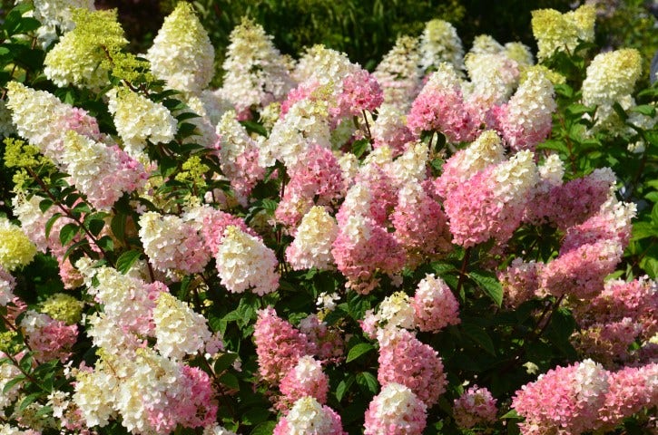  Pluimhortensia (Hydrangea Paniculata 'Sundae Fraise')