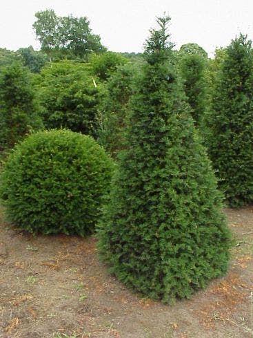  Taxus Als Egyptische Pyramide (Taxus Baccata)